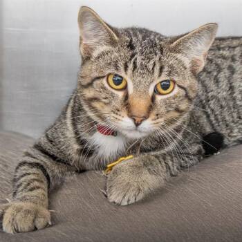 ARTHUR -  Domestic Short Hair Cat for Adoption in St. Louis, Missouri - ARTHUR | PetCurious