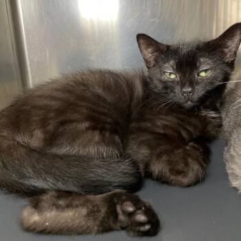 Jet -  Domestic Short Hair Cat for Adoption in Roanoke, Virginia - Jet | PetCurious