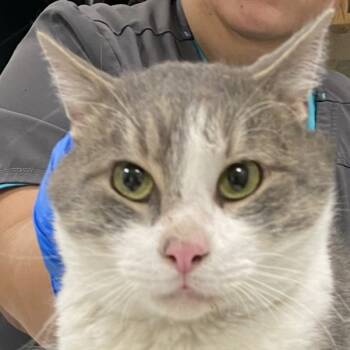 Rescue Domestic Short Hair Cats for Adoption in Las Cruces, New Mexico - Patches | PetCurious
