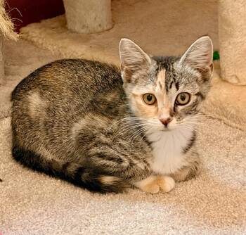 Campbell -  Calico Cat for Adoption in Cary, North Carolina - Campbell | PetCurious
