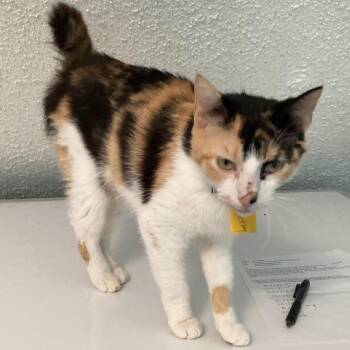 Betsy - What a Beauty -  Calico and Manx Cat for Adoption in Hoquiam, Washington - Betsy - What A Beauty | PetCurious