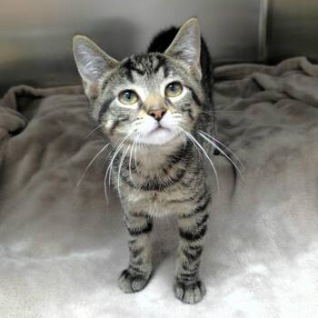Milo -  Domestic Short Hair Cat for Adoption in Michigan City, Indiana - Milo | PetCurious