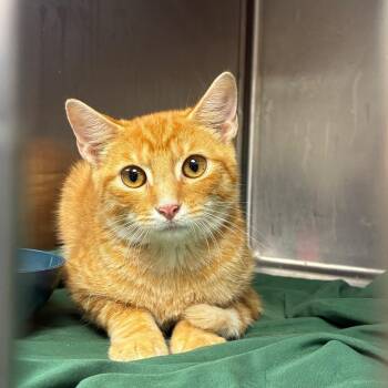 Boone -  American Shorthair Cat for Adoption in Brownsboro, Alabama - Boone | PetCurious