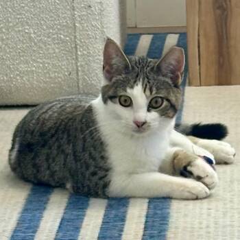 Domestic Short Hair Cats Available for Adoption - Moon | PetCurious