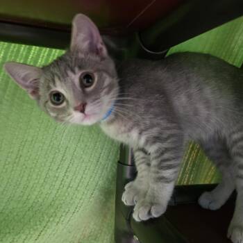 Peridot -  Domestic Short Hair Cat for Adoption in Goleta, California - Peridot | PetCurious