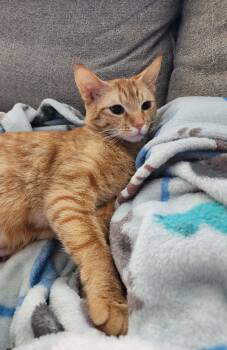 Domestic Short Hair and Tabby Cats Available for Adoption in Wheaton, Illinois - Ladybug | PetCurious