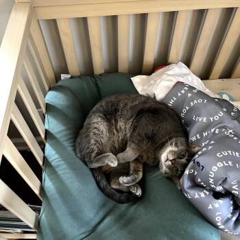 Flip -  Domestic Short Hair Cat for Adoption in Tulsa, Oklahoma - Flip | PetCurious