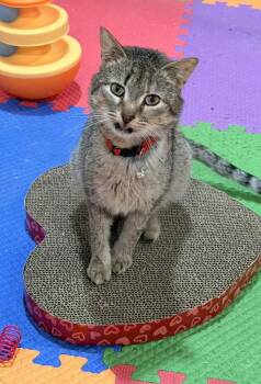 Domestic Short Hair Cats Available for Adoption - SHEILA | PetCurious