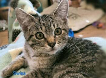Domestic Short Hair Cats Available for Adoption in Boone, Colorado - Swiss | PetCurious