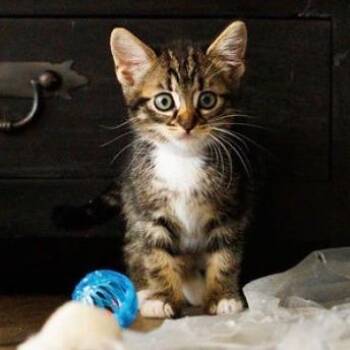 Domestic Medium Hair Cats Available for Adoption in Pasadena, California - Bubs | PetCurious