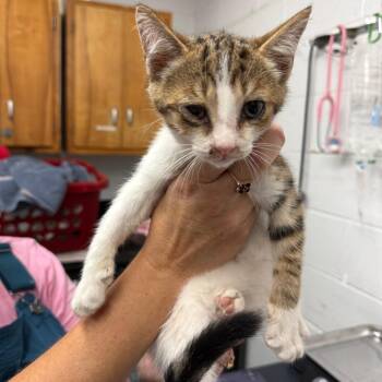 Ricky Bobby -  Domestic Short Hair Cat for Adoption in Evensville, Tennessee - Ricky Bobby | PetCurious