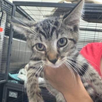 Rescue Domestic Short Hair Cats for Adoption in Middleburg, Florida - Shio 27160 | PetCurious