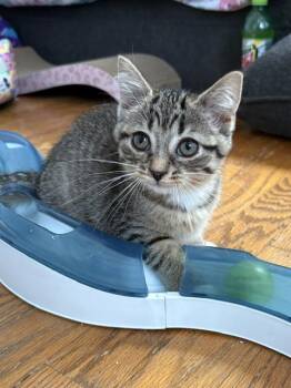 Tatum -  Domestic Short Hair Cat for Adoption in Grand Rapids, Michigan - Tatum | PetCurious