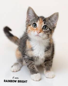 Rainbow Bright -  Domestic Short Hair Cat for Adoption in Boone, Iowa - Rainbow Bright | PetCurious