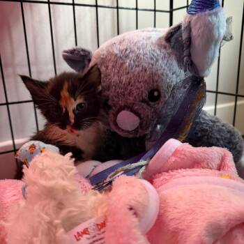 Lincoln Aurora -  Domestic Medium Hair Cat for Adoption in Rochester, Minnesota - Lincoln Aurora | PetCurious