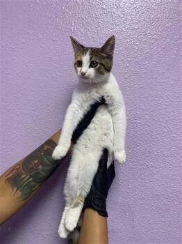 61794172 -  Domestic Short Hair Cat for Adoption in El Paso, Texas - 61794172 | PetCurious