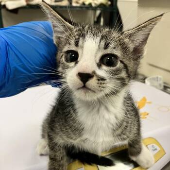 Frigg -  Domestic Short Hair Cat for Adoption in Las Cruces, New Mexico - Frigg | PetCurious