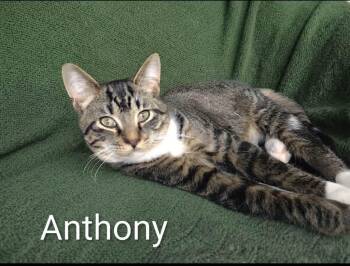 Anthony -  Tabby Cat for Adoption in Wyandotte, Michigan - Anthony | PetCurious