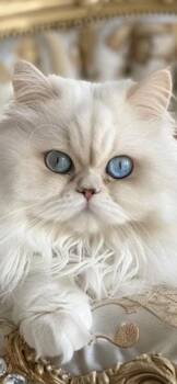 Tullia, Persian princess -  Persian Cat for Adoption in Syracuse, New York - Tullia, Persian Princess | PetCurious