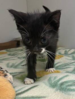 Drake -  Domestic Short Hair Cat for Adoption in Hartsville, South Carolina - Drake | PetCurious