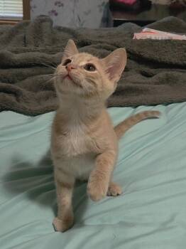 Sprinkle -  Domestic Short Hair Cat for Adoption in Shawnee, Kansas - Sprinkle | PetCurious