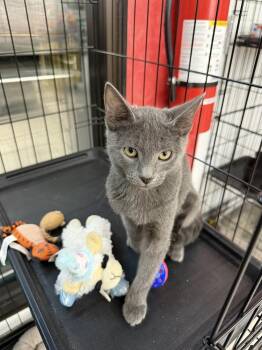 Shadow -  Domestic Short Hair Cat for Adoption in Scranton, Pennsylvania - Shadow | PetCurious