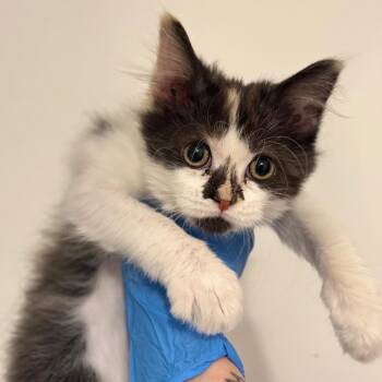 Chicken -  Domestic Medium Hair Cat for Adoption in Spring Hill, Kansas - Chicken | PetCurious