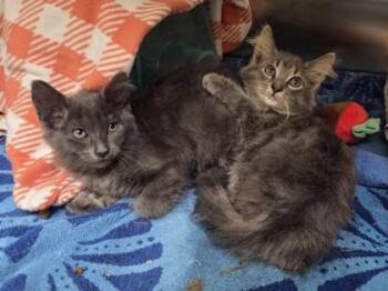 Ramsey -  Domestic Medium Hair and Domestic Short Hair Cat for Adoption in Westland, Michigan - Ramsey | PetCurious