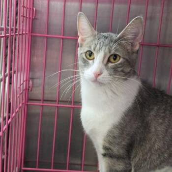 Asia -  Domestic Short Hair Cat for Adoption in Downers Grove, Illinois - Asia | PetCurious