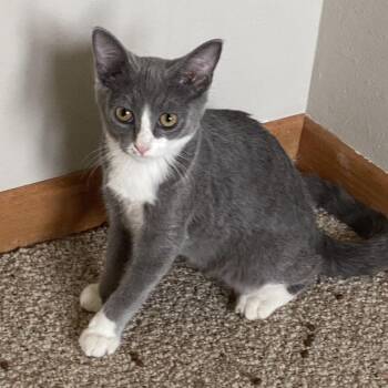 Mango C11916 -  Domestic Short Hair Cat for Adoption - Mango C11916 | PetCurious