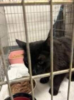 Bat -  Domestic Short Hair Cat for Adoption in Lake Tapwingo, Missouri - Bat | PetCurious