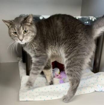 Domestic Short Hair Cats Available for Adoption in Kalamazoo, Michigan - TOMMY | PetCurious