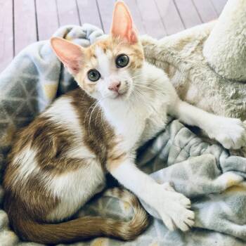 Rescue Domestic Short Hair Cats for Adoption in Fort Worth, Texas - Harrison Aka Harry | PetCurious