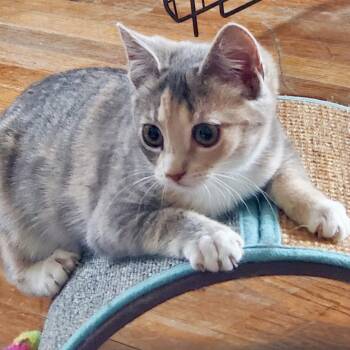 Domestic Short Hair Cats Available for Adoption - Caliboose | PetCurious