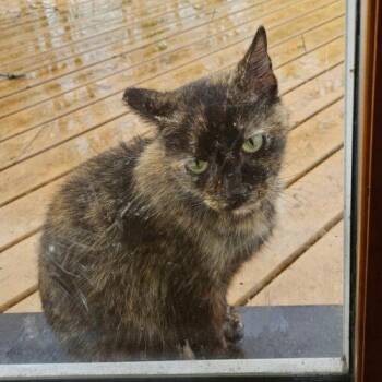 Domestic Short Hair Cats Available for Adoption in Kenosha, Wisconsin - Cinder | PetCurious