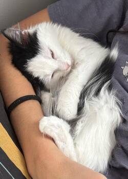 Domestic Short Hair Cats Available for Adoption - Chloe | PetCurious