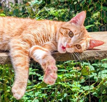 Philip & Phineas Very Lovable -  Tabby Cat for Adoption in Newport, Washington - Philip & Phineas Very Lovable | PetCurious