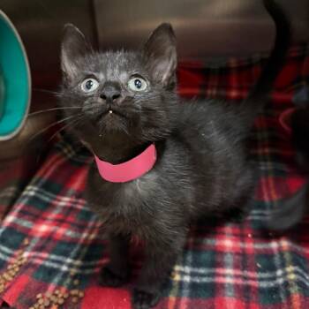 Olive -  Domestic Short Hair Cat for Adoption in Fairport, New York - Olive | PetCurious