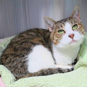 Miss Kitty -  Domestic Short Hair Cat for Adoption in Michigan City, Indiana - Miss Kitty | PetCurious