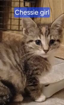 Rescue Domestic Short Hair Cats for Adoption in Olney, Illinois - Chessie | PetCurious