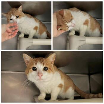 Domestic Short Hair Cats Available for Adoption in New York, New York - Oliver | PetCurious