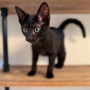 Bruce Batcat Wayne -  Domestic Short Hair Cat for Adoption in Friendswood, Texas - Bruce Batcat Wayne | PetCurious
