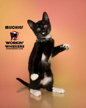 MISCHIEF -  Bombay and Domestic Short Hair Cat for Adoption in Hemet, California - MISCHIEF | PetCurious