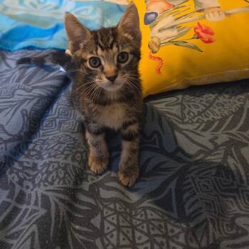 Primrose -  Domestic Short Hair and Tabby Cat for Adoption in Mastic, New York - Primrose | PetCurious