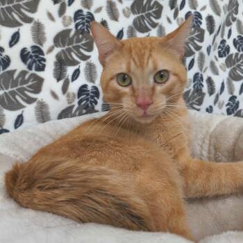 Nazario -  Domestic Short Hair Cat for Adoption in Riverwoods, Illinois - Nazario | PetCurious