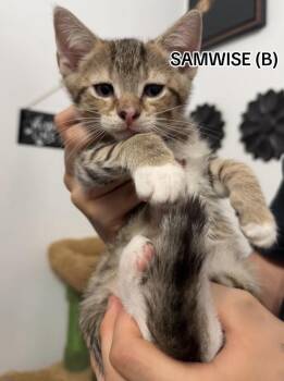 Samwise -  Domestic Short Hair Cat for Adoption in Sneads Ferry, North Carolina - Samwise | PetCurious