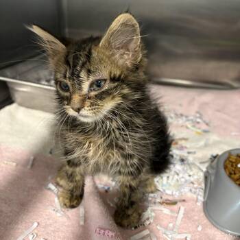 Lexi -  Domestic Medium Hair Cat for Adoption in Waldorf, Maryland - Lexi | PetCurious