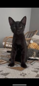 Jan -  Domestic Short Hair Cat for Adoption in Hudson, New Hampshire - Jan | PetCurious