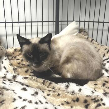Nala -  Siamese Cat for Adoption in East Hampton, New York - Nala | PetCurious