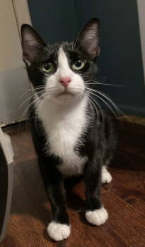 Rescue Tuxedo Cats for Adoption in West Palm Beach, Florida - Tyra | PetCurious